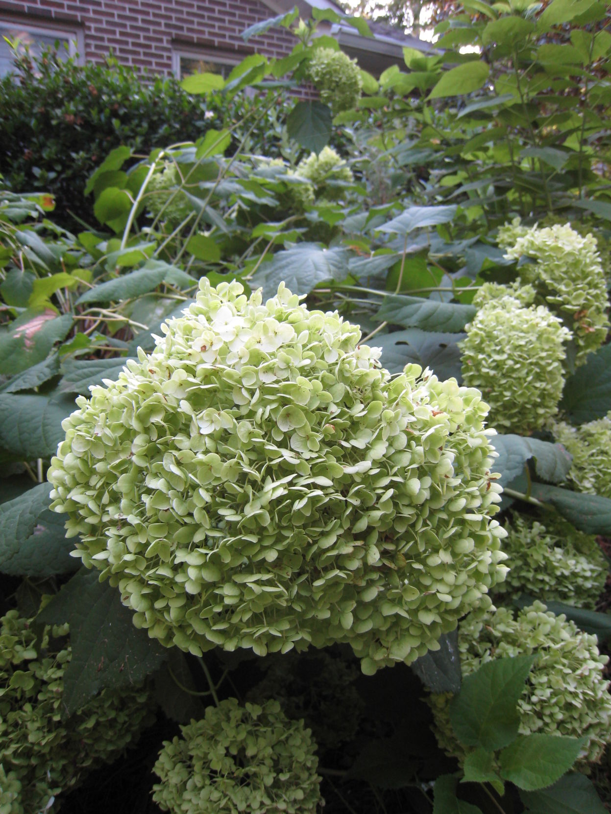 Hydrangea.JPG